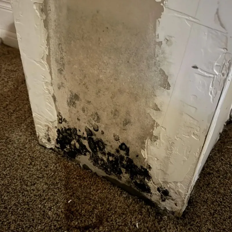 Professional Mold Removal in Johnson City, TX